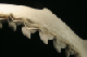 Corn06-047